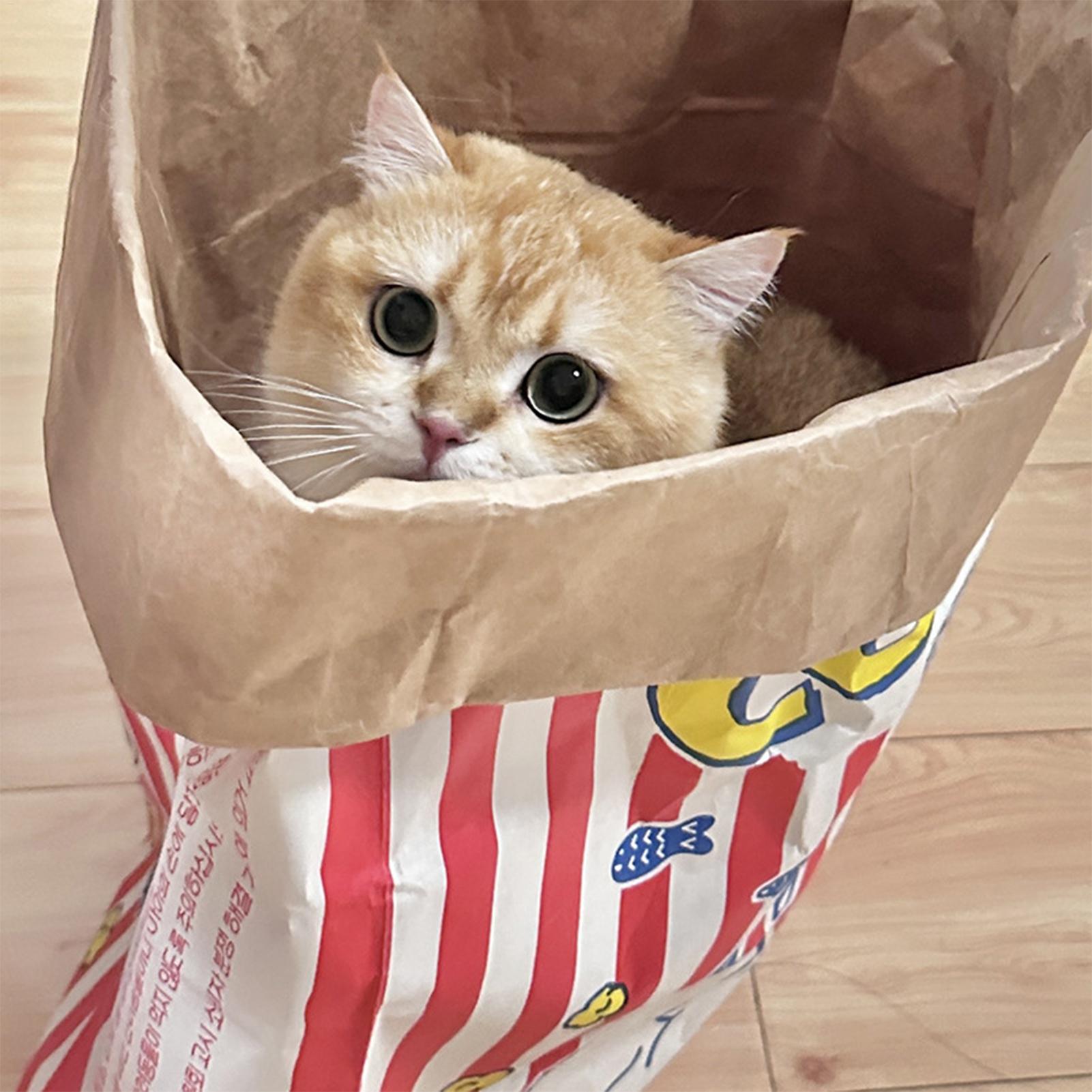 Crinkle Cat Bag Foldable Inter - Furniture Hardware For Bed recension och pris